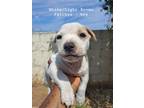 Adopt 2 pups a White American Pit Bull Terrier / Mixed dog in Fontana