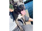 Adopt Ari a Brindle American Pit Bull Terrier / Mixed dog in Stockbridge