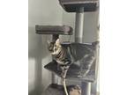 Adopt Lola a Brown Tabby American Shorthair (short coat) cat in West Jordan