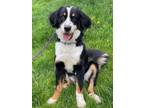 Adopt Vegas a Bernese Mountain Dog / Mixed dog in Keswick, ON (41415416)