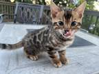 Adopt Baby bengals a Spotted Tabby/Leopard Spotted Bengal / Mixed (short coat)