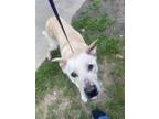 Adopt Duke a White Shepherd (Unknown Type) / Mixed dog in Weatherford
