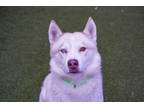Adopt Asher a Husky, Mixed Breed