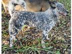 Adopt Scarlett a Merle Australian Cattle Dog / Mixed dog in Dade City