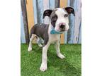 Adopt Ravioli a White - with Gray or Silver Pit Bull Terrier / Mixed dog in
