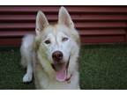 Adopt Tanner a Husky, Mixed Breed