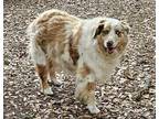 Adopt Dallas a Merle Australian Shepherd / Mixed dog in Dade City, FL (41457545)