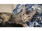 Adopt Murray a Domestic Short Hair