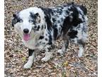 Adopt Maggie a Merle Australian Shepherd / Mixed dog in Dade City, FL (41457534)