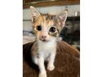 Adopt Adele a Calico or Dilute Calico Calico / Mixed (short coat) cat in