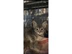 Adopt Asher a Gray, Blue or Silver Tabby Domestic Shorthair / Mixed (short coat)