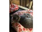 Adopt Emma a Gray or Blue Domestic Shorthair / Mixed (short coat) cat in