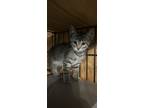 Adopt Annie a Brown Tabby Domestic Shorthair / Mixed (short coat) cat in