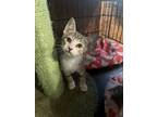 Adopt Gracie a Gray or Blue (Mostly) Domestic Shorthair / Mixed (short coat) cat