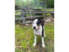 Adopt Annie a White Beagle / Jack Russell Terrier / Mixed (short coat) dog in