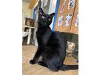 Adopt Morpheus a All Black Domestic Shorthair / Mixed cat in Colorado Springs