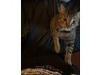 Adopt Tyga a Tiger Striped American Shorthair / Mixed (short coat) cat in