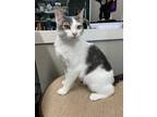 Adopt Sweet Sadie a Gray or Blue (Mostly) Domestic Shorthair / Mixed (short
