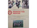 Adopt Margie a Brown/Chocolate American Pit Bull Terrier / Pit Bull Terrier /