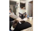 Adopt Artisan a Cream or Ivory (Mostly) Balinese / Mixed (medium coat) cat in
