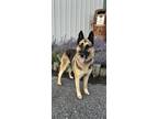 Adopt Lexie 2986 a Black - with Tan, Yellow or Fawn German Shepherd Dog / Mixed