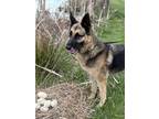 Adopt Lexie 2986 a Black - with Tan, Yellow or Fawn German Shepherd Dog / Mixed