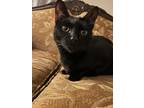 Adopt Bahgeera a All Black American Shorthair / Mixed (short coat) cat in