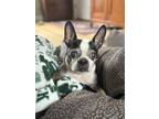 Adopt Barney a Boston Terrier