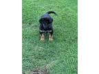 Adopt Marta a Black - with Tan, Yellow or Fawn Labrador Retriever / Mixed dog in