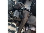 Adopt Hunter a Black Labrador Retriever / Mixed dog in Charlotte, NC (41199947)
