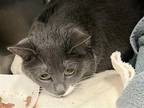 Adopt Louise a Gray or Blue (Mostly) Domestic Shorthair / Mixed cat in