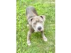 Adopt Leon a Gray/Blue/Silver/Salt & Pepper American Pit Bull Terrier / Mixed