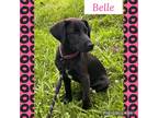 Adopt Belle a Black - with White Labrador Retriever / Mixed dog in Helena