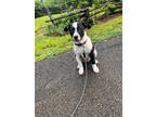 Adopt Ovid a White Beagle / Jack Russell Terrier / Mixed (short coat) dog in