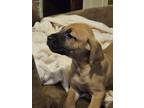 Adopt Pup Tart a Tan/Yellow/Fawn Plott Hound / Black Mouth Cur / Mixed (short