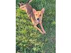 Adopt Red 3152 a Red/Golden/Orange/Chestnut German Shepherd Dog / Mixed dog in