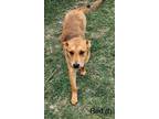 Adopt Red 3152 a Red/Golden/Orange/Chestnut German Shepherd Dog / Mixed dog in