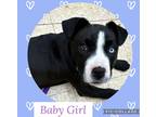 Adopt Baby Girl a Black - with White Labrador Retriever / Pit Bull Terrier /