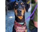 Adopt Macy a Black - with Brown, Red, Golden, Orange or Chestnut Doberman