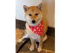 Adopt Cizka a Red/Golden/Orange/Chestnut - with White Shiba Inu / Mixed dog in