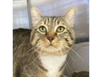 Adopt Theo a Domestic Short Hair