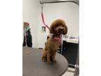 Adopt Brownie a Red/Golden/Orange/Chestnut Poodle (Toy or Tea Cup) / Mixed dog