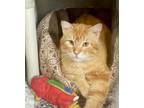 Adopt Samus (Shaymus) a Domestic Short Hair