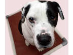 Adopt COCO a Black - with White American Staffordshire Terrier / Mixed dog in