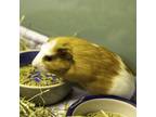 Adopt Thyme a Guinea Pig