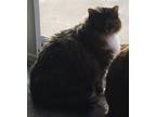 Adopt Squeaky a Calico or Dilute Calico Calico / Mixed (long coat) cat in Yuba
