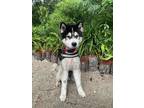 Adopt Bubbles a Black - with White Siberian Husky / Mixed dog in Winter Springs