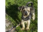 Adopt Cody a Yorkshire Terrier, Mixed Breed