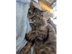 Adopt Mattie a Tortoiseshell Domestic Longhair / Mixed (long coat) cat in
