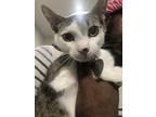Adopt Mouse a Gray, Blue or Silver Tabby Domestic Shorthair / Mixed (short coat)